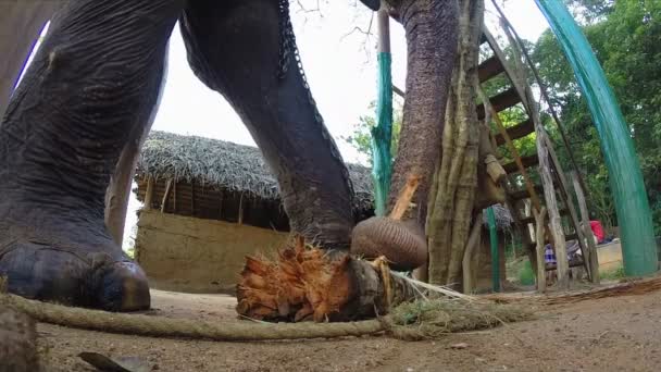 Elephant in natural surroundings chewing banana tree trunk. — Stock Video