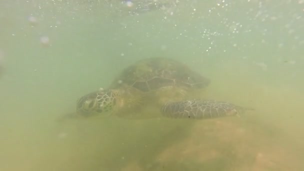 Turtle being fed seaweed by local man — Stock Video