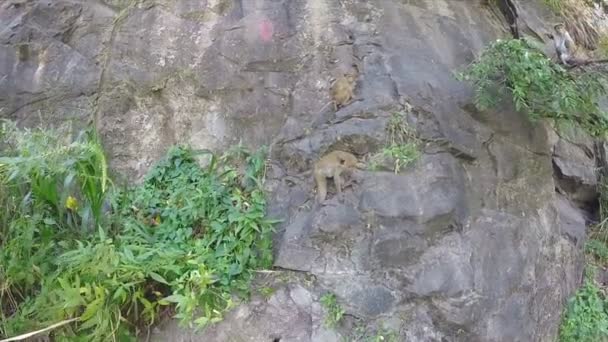 Cute monkeys climbing on the rock — Stock Video