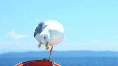 Yelkenli üzerinde oturan martı