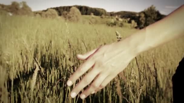 長い草に触れて歩いている女性 — ストック動画