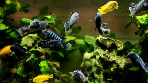 Various kinds of fish swimming in aquarium — Stock Video