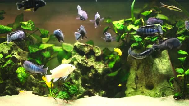 Verschillende soorten vis zwemmen in aquarium — Stockvideo