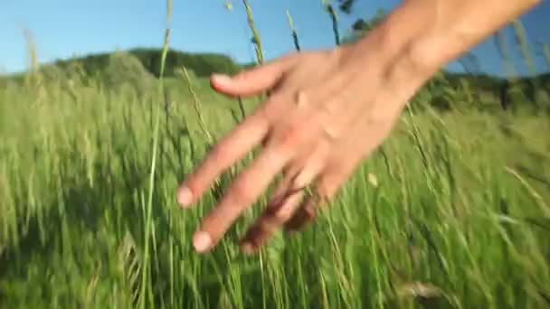 Mujer caminando tocando hierba larga — Vídeo de stock
