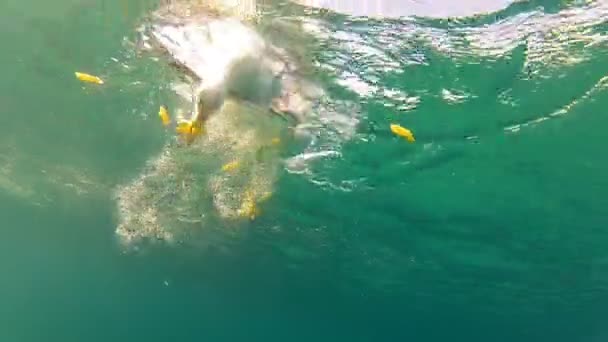 Gaivotas pousando na água e comendo — Vídeo de Stock