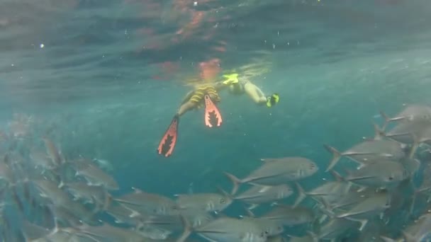 Person swimming among jack fish — Stock Video