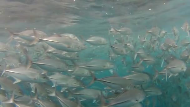 Shoal of jack fish — Stock Video