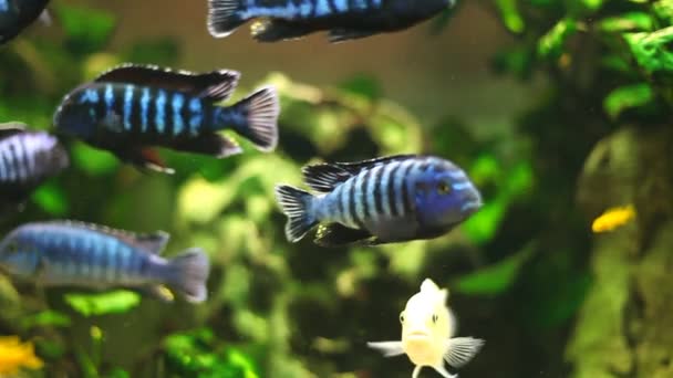 Verschillende soorten vis zwemmen in aquarium — Stockvideo