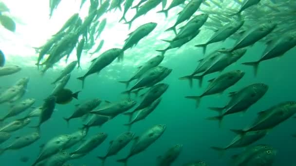 Shoal of jack fish — Stock Video