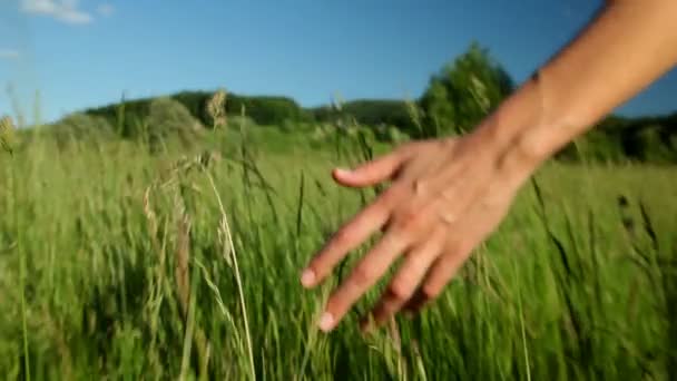 Vrouw lopen aanraken lange gras — Stockvideo