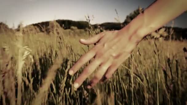 Mulher andando tocando grama longa — Vídeo de Stock