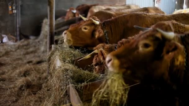 Cows eating hay — Stock Video