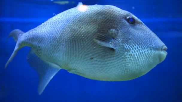 水族館でのトリガーの魚 — ストック動画