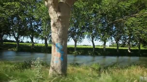 Fietsen langs bomen — Stockvideo