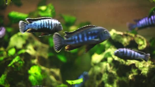 Various kinds of fish swimming in aquarium — Stock Video