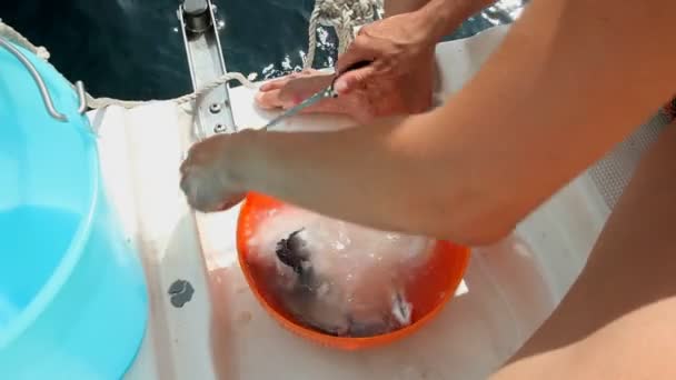 Жінка чистить рибу на вітрильному човні — стокове відео