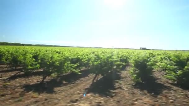 Driving past vineyard — Stock Video