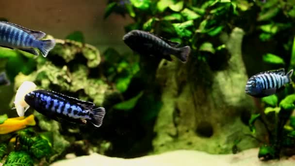 Verschillende soorten vis zwemmen in aquarium — Stockvideo