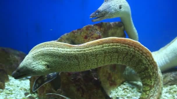 Морські вугрі плавають в акваріумі — стокове відео