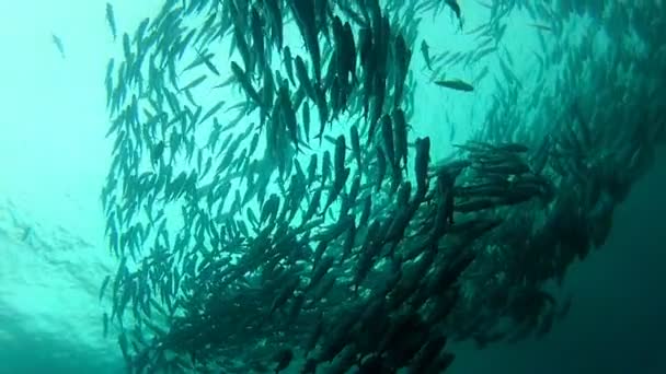 Shoal of jack fish — Stock Video