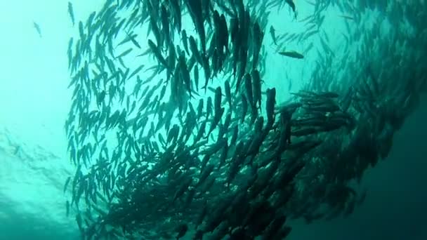 Banc de poissons gris — Video