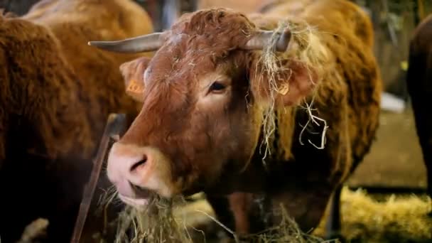 Koeien die hooi eten — Stockvideo