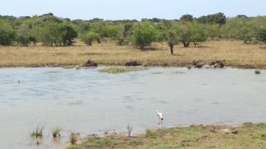 Flora ve fauna Yala Milli Parkı'nda
