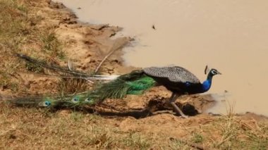 Tavus kuşu Yala Milli Parkı'nda