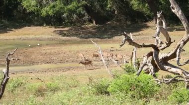 Flora ve fauna Yala Milli Parkı'nda