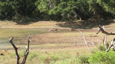 Flora ve fauna Yala Milli Parkı'nda