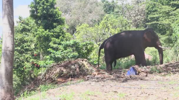 Elefante en un entorno natural cerca del Templo del Diente en Kandy . — Vídeo de stock