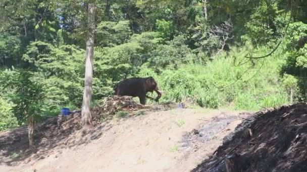 Elefante en un entorno natural cerca del Templo del Diente — Vídeos de Stock