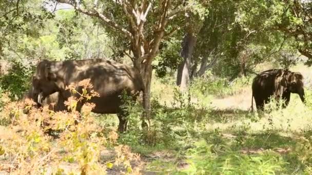 Elefantes en el parque nacional de Yala — Vídeo de stock