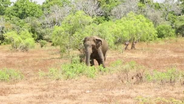 Elefante nel Parco Nazionale di Yala — Video Stock