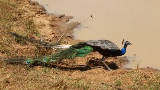 Pavone nel Parco Nazionale di Yala — Video Stock