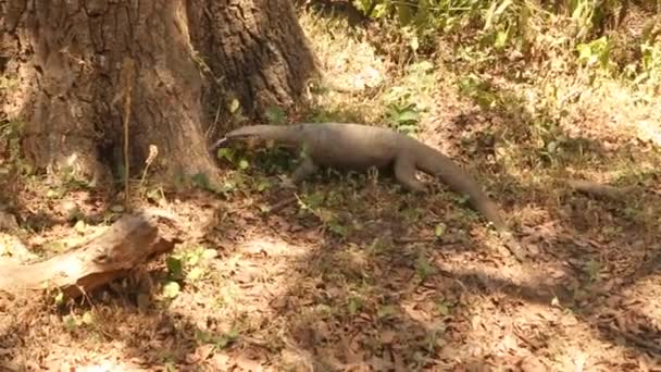 Kadal besar di Taman Nasional Yala — Stok Video