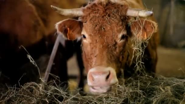 Vache mangeant du foin dans la grange — Video