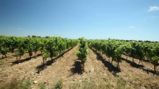 Driving past vineyard in France — Stock Video