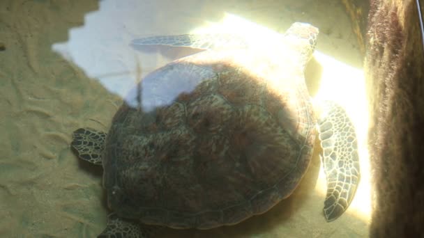 Schildkröte schwimmt im Pool — Stockvideo