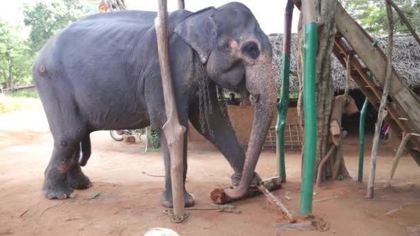 Un éléphant mange du tronc de banane à Sigiriya — Video