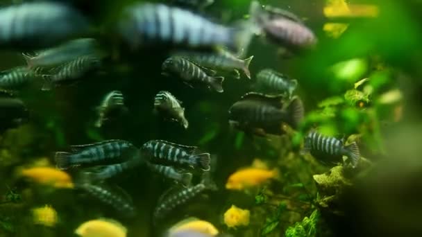 Verschillende soorten vis in het aquarium — Stockvideo