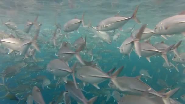 Schwarm von Buschfischen — Stockvideo