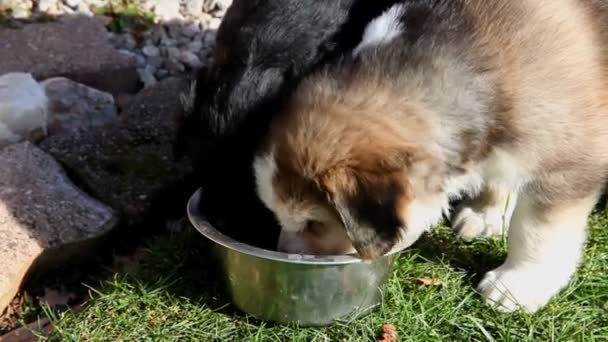 Valpar äter från skål i trädgården — Stockvideo