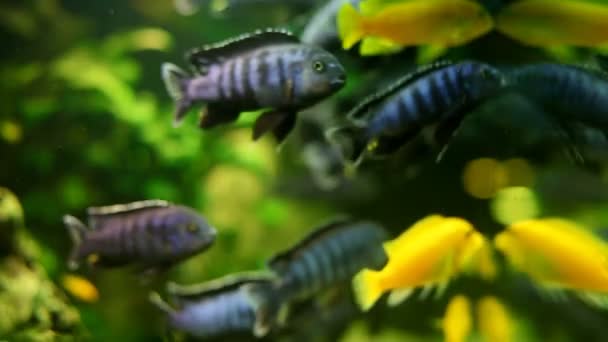 Peces nadando en el acuario — Vídeos de Stock