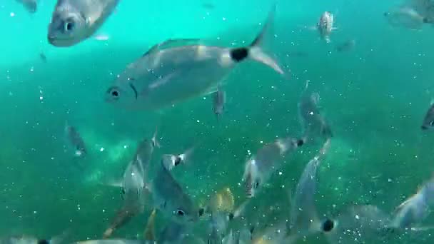 Fish eating frenzy — Stock Video