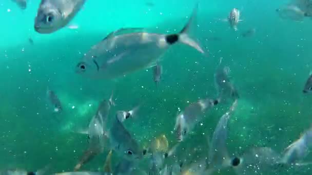 Peces comiendo frenesí — Vídeo de stock