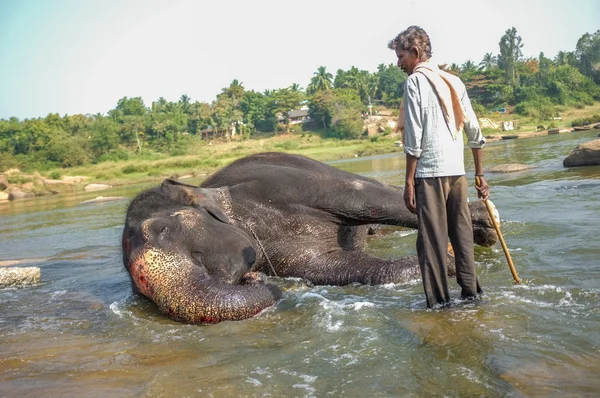 Lakshmi de olifant — Stockfoto