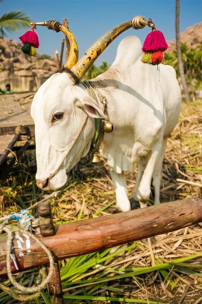 Bue indiano decorato — Foto Stock