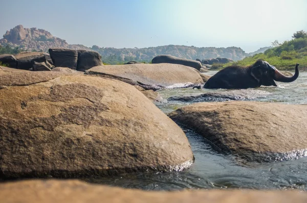 Olifant in de rivier — Stockfoto