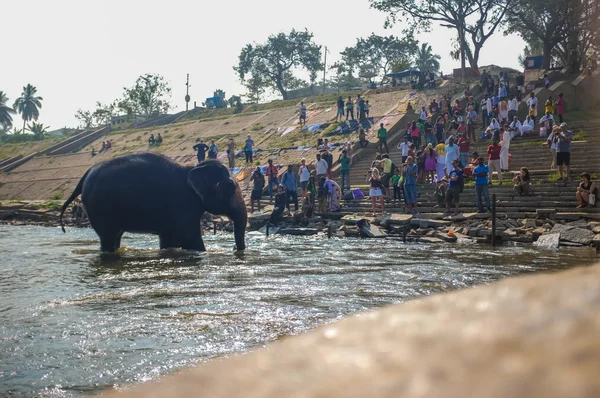 Olifant in de rivier — Stockfoto